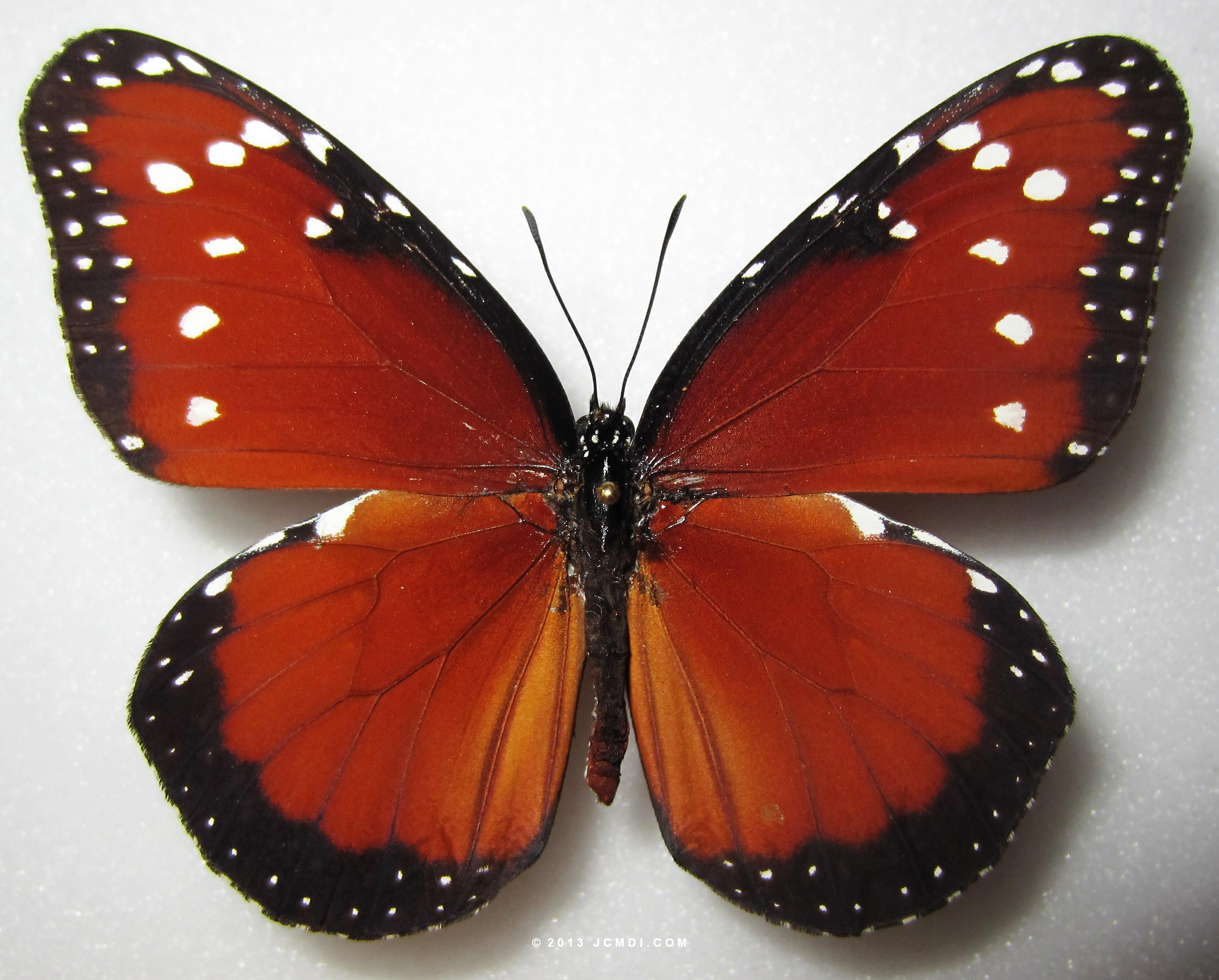 Queen (Danaus gillippus)